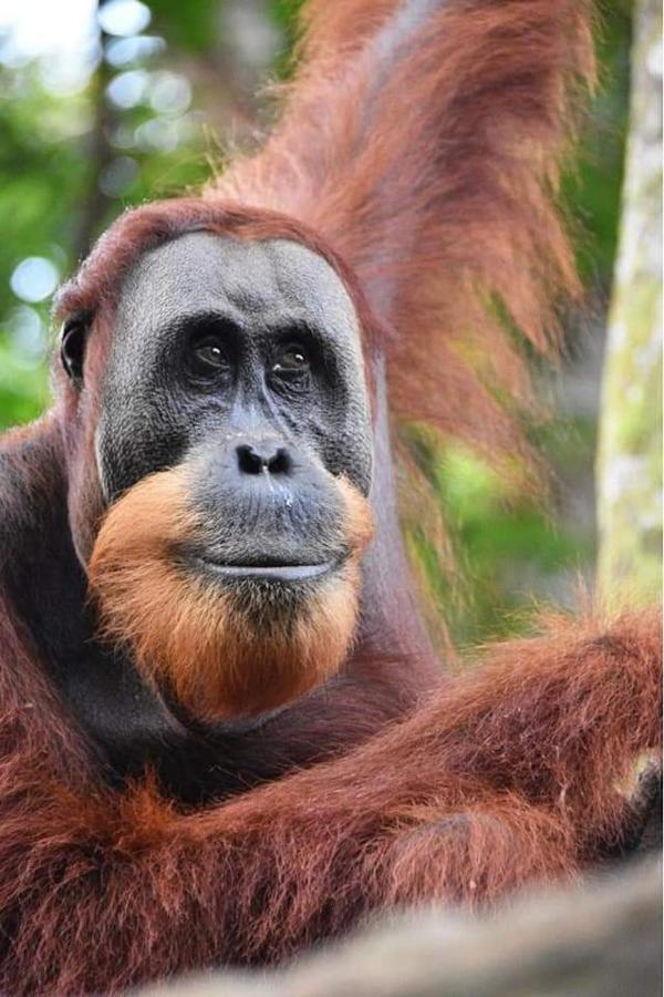 Eco Trekking Lodge, Bar & Jungle Tour'S Bukit Lawang Luaran gambar