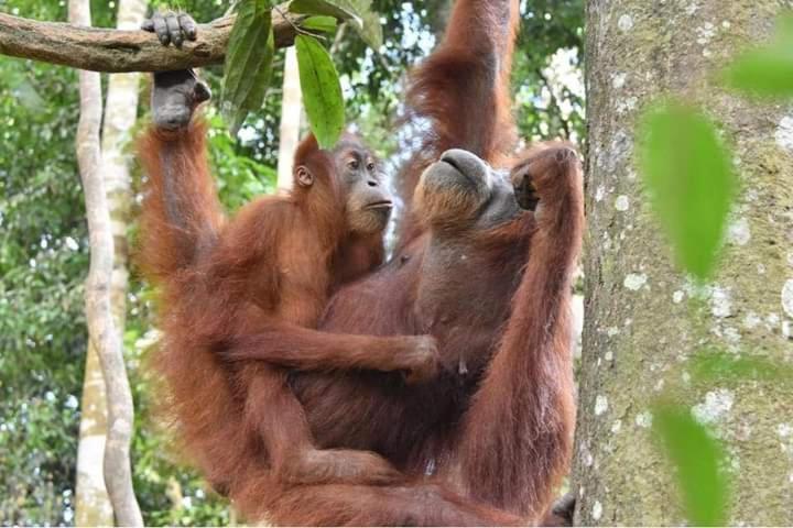 Eco Trekking Lodge, Bar & Jungle Tour'S Bukit Lawang Luaran gambar