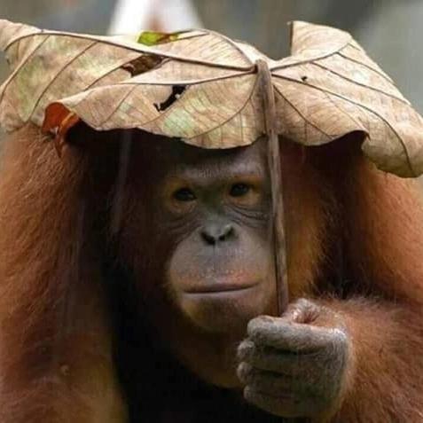 Eco Trekking Lodge, Bar & Jungle Tour'S Bukit Lawang Luaran gambar