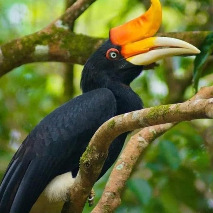 Eco Trekking Lodge, Bar & Jungle Tour'S Bukit Lawang Luaran gambar