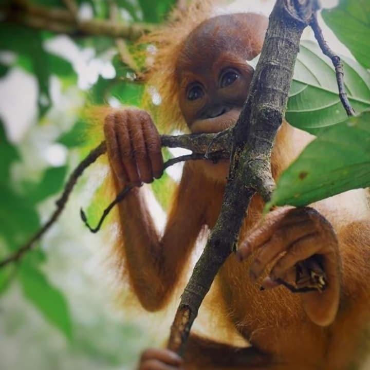 Eco Trekking Lodge, Bar & Jungle Tour'S Bukit Lawang Luaran gambar
