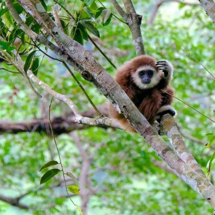 Eco Trekking Lodge, Bar & Jungle Tour'S Bukit Lawang Luaran gambar