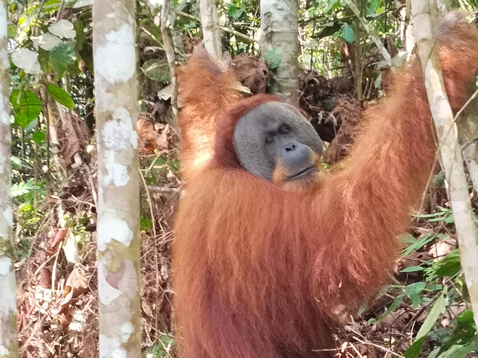 Eco Trekking Lodge, Bar & Jungle Tour'S Bukit Lawang Luaran gambar