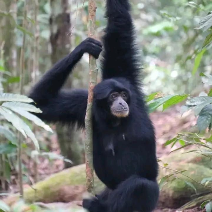Eco Trekking Lodge, Bar & Jungle Tour'S Bukit Lawang Luaran gambar