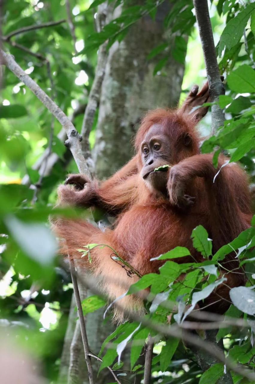 Eco Trekking Lodge, Bar & Jungle Tour'S Bukit Lawang Luaran gambar